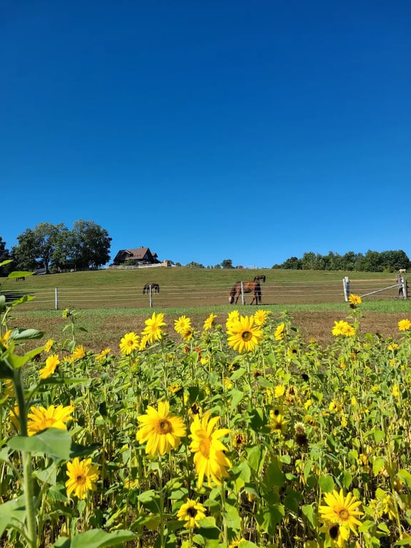 The Farm at SummitWynds