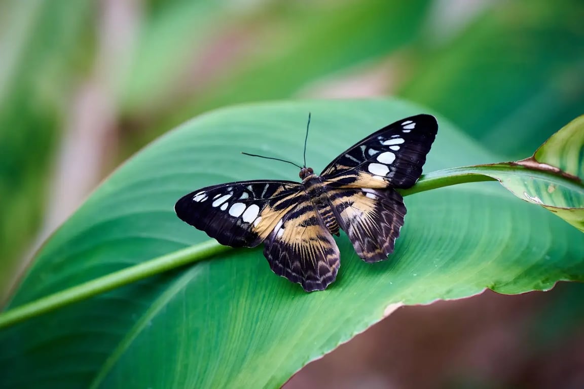 Vlindertuin Vlindorado