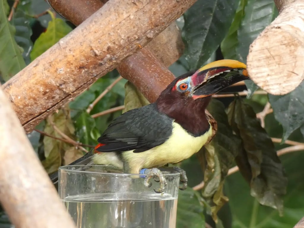 Vlindertuin Vlindorado