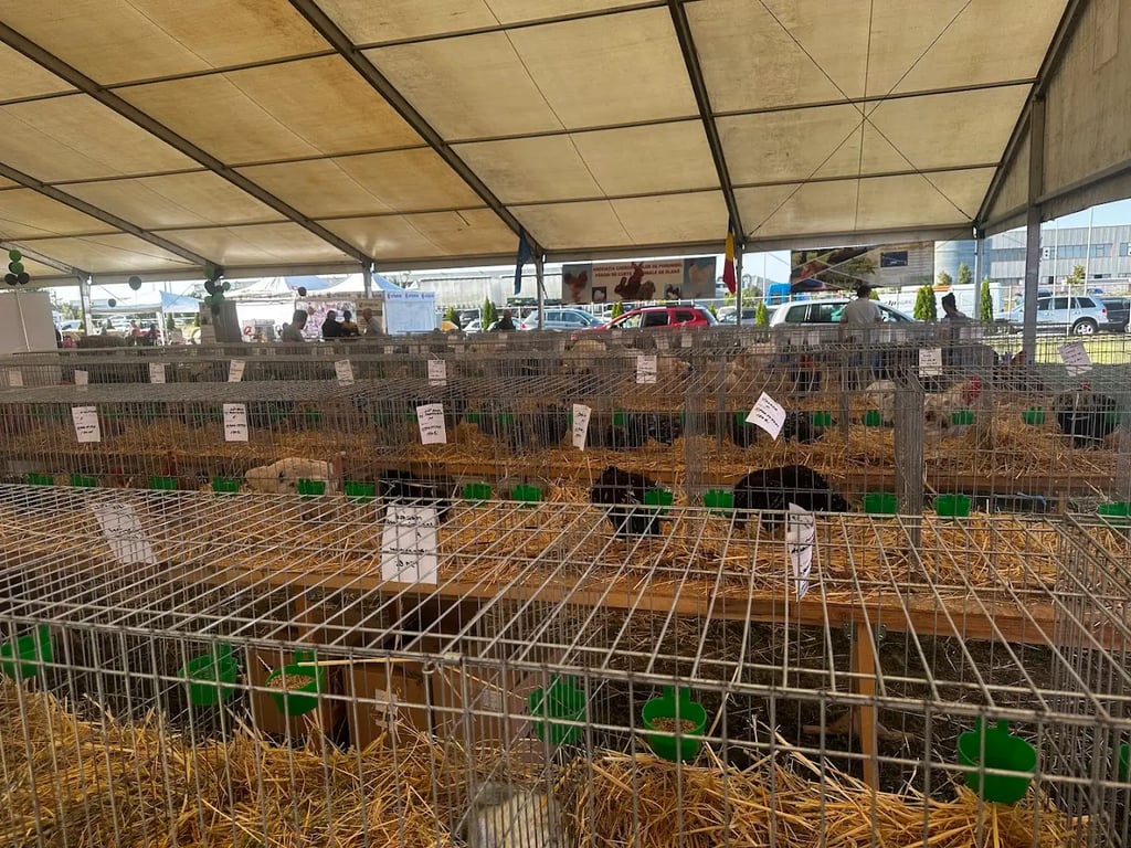 Expo Arad (Arad)