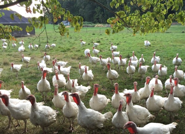 White Gate Farm