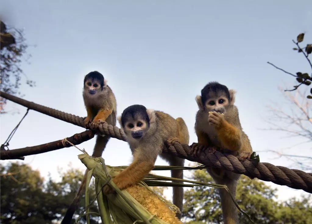 Monkey in the Middle