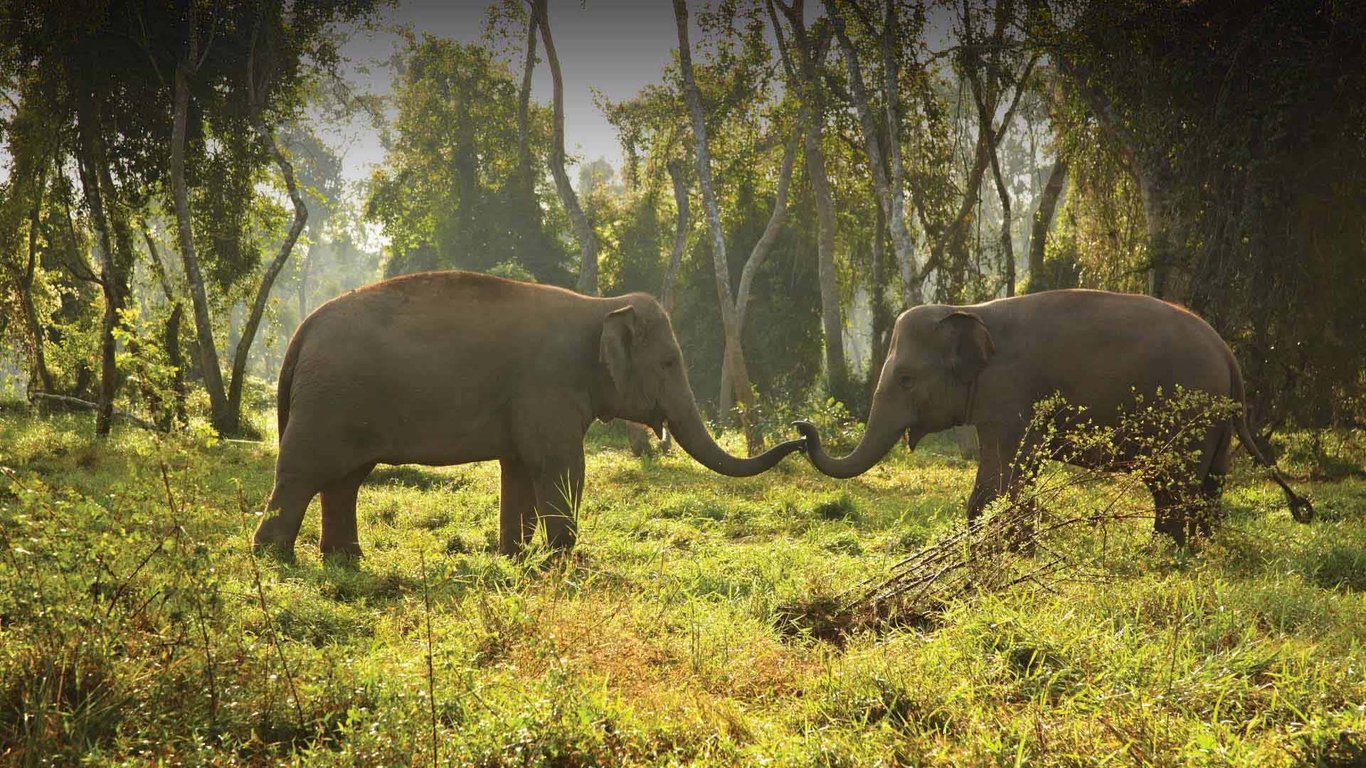Anantara Golden Triangle Elephant Camp & Resort
