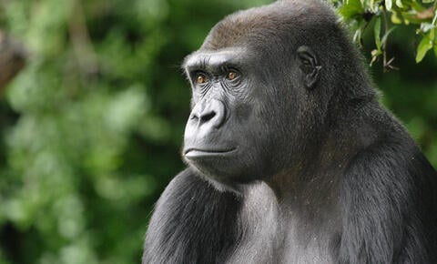 Smithsonian National Zoological Park