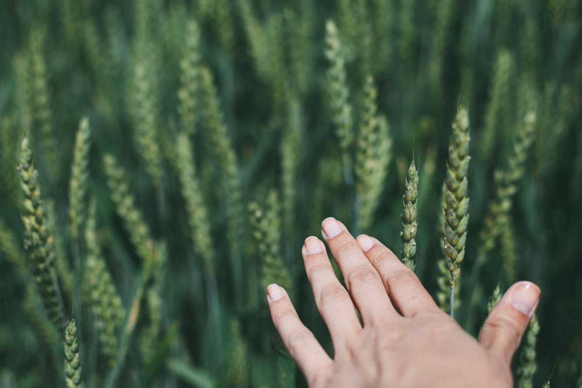 Das Herzchakra wird dem Element Luft zugeordnet, da es auch für Freiheit und Weite unseres Geistes steht.