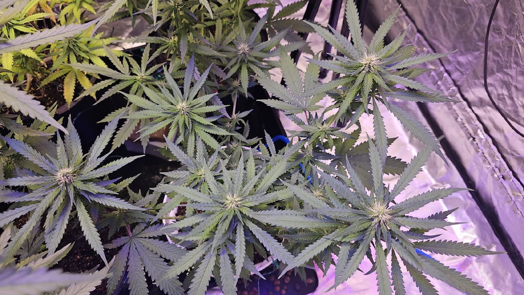 4 weeks into flowering close-up - trichome development, Amnesia Haze day 52