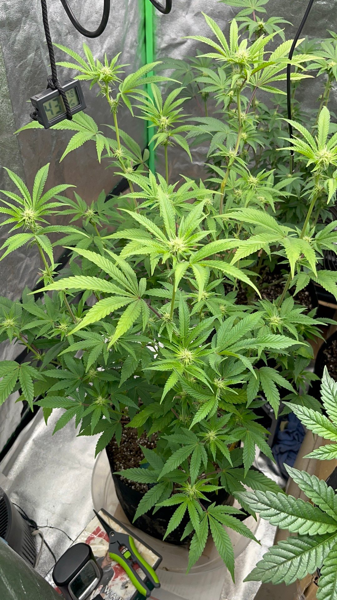 3 weeks into flowering - bud clusters forming, Celestial Blueberry day 41