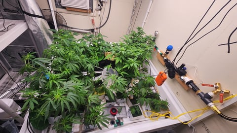 veg tent adventures!