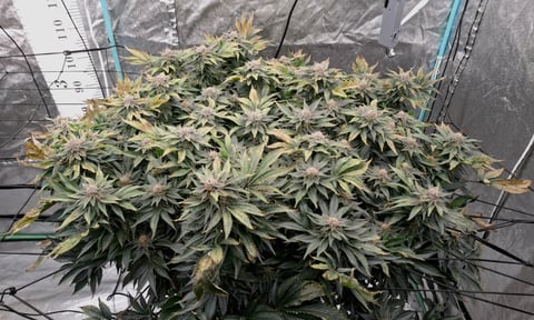 Blackberry Kush