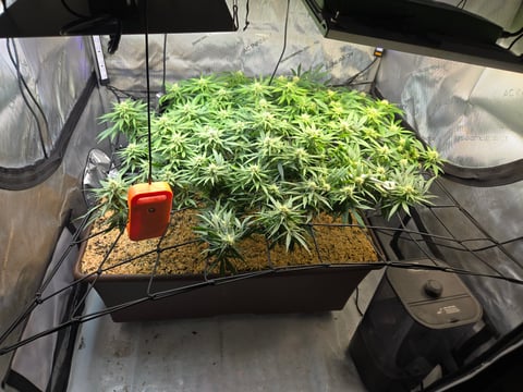 White rhino
