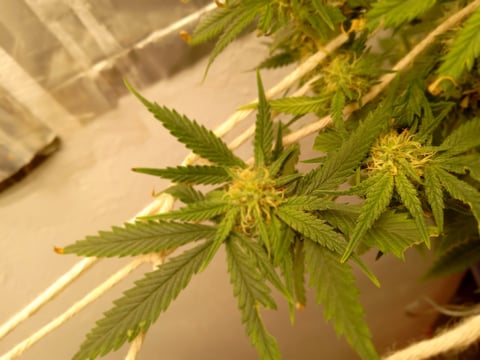 closet grow for veg with a.c infinity air intake fan .With no carbon filter just suction,and spider farmer sf 7000.Then a spider farmer sf tent 4×4×6.5with a G1500 l.e.d from spiderfarmer and spider farmer 6inch clip oscalating fan.
