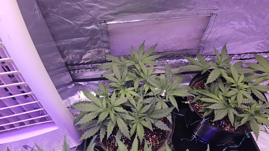Week 1 of cannabis flowering - stretch phase, Amnesia Haze day 32