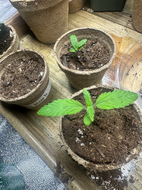 Bubba Kush