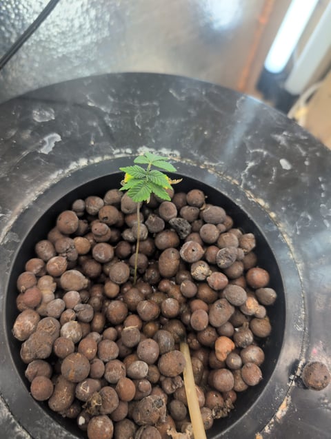 Berry White 