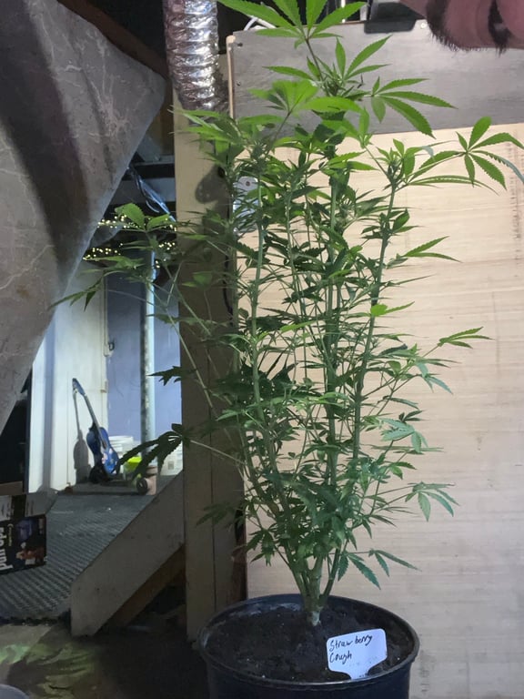 The Flowering Stretch: When to Flip Cannabis to Flower