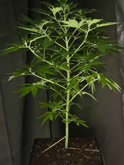 grow #1