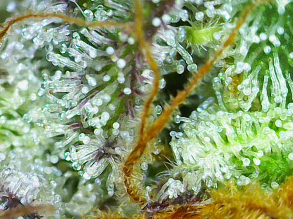 When to Harvest Cannabis: Let the Trichomes Tell You