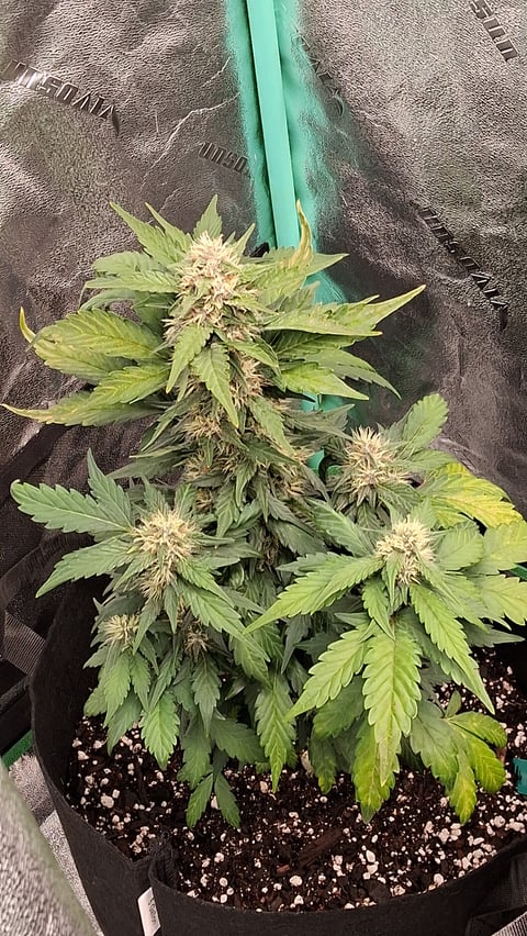 Lemon Cherry Cookies, Purple Haze and Strawberry Gorilla Grows