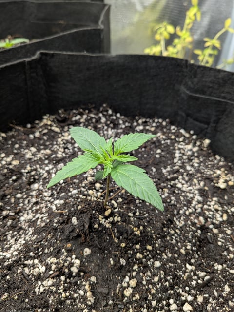 first grow