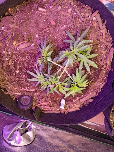 Purple Plum Perfect 💜 & 2 Grape Runtz 🍇 Mainlining garden. 