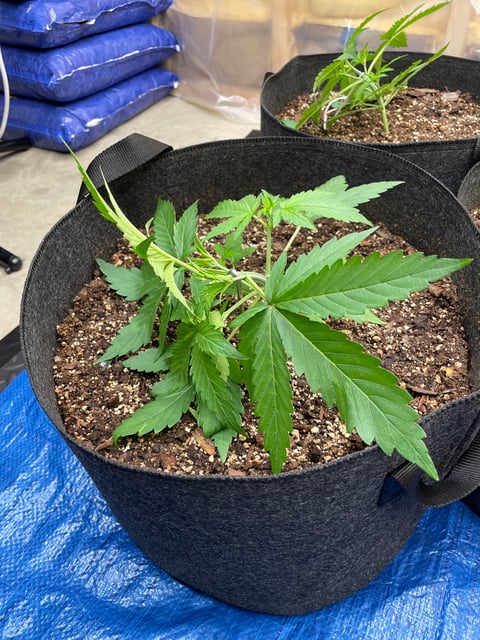 Banana Kush Auto Seed Supreme