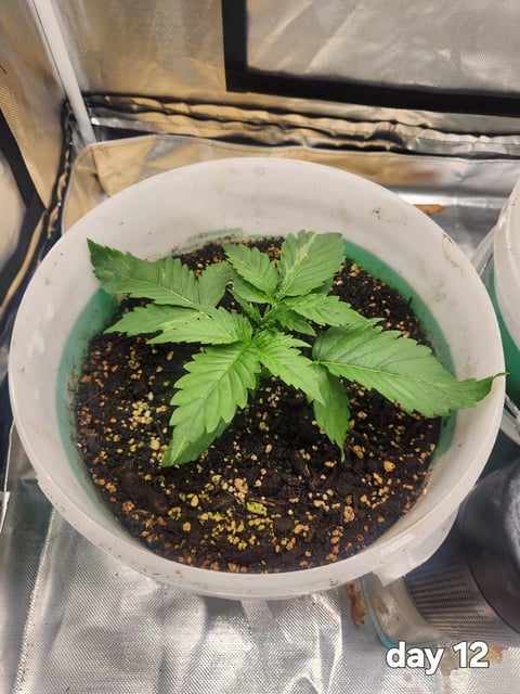 forgotten strawberry by mephisto genetics 