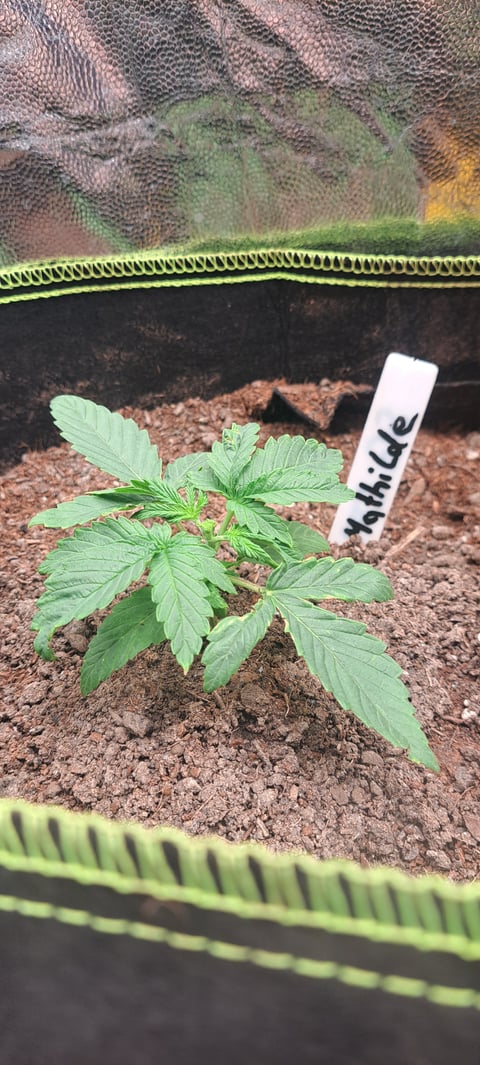 First Grow with the new setup 