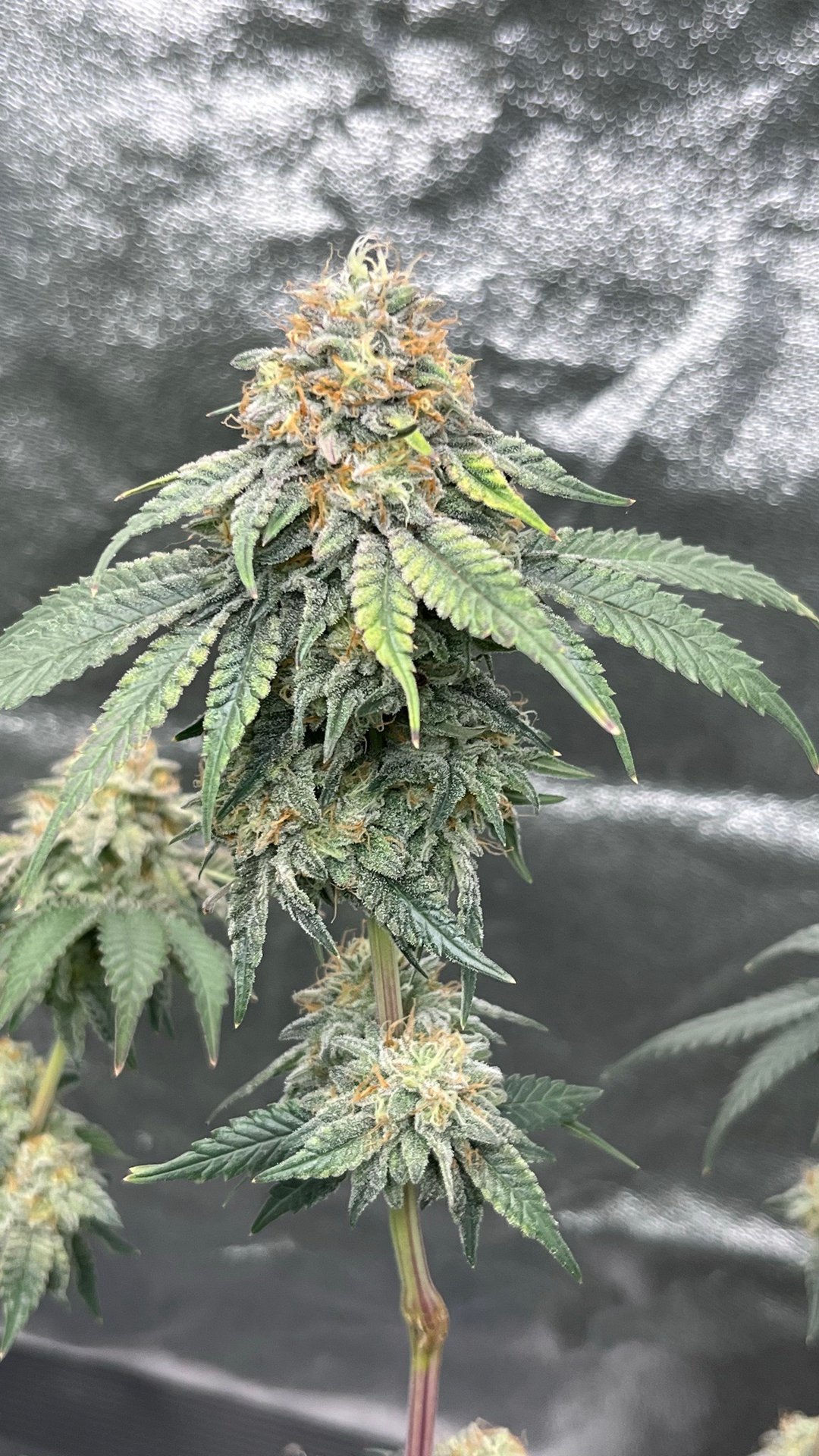 7 weeks into flowering - heavy trichome coverage, Celestial Blueberry day 70