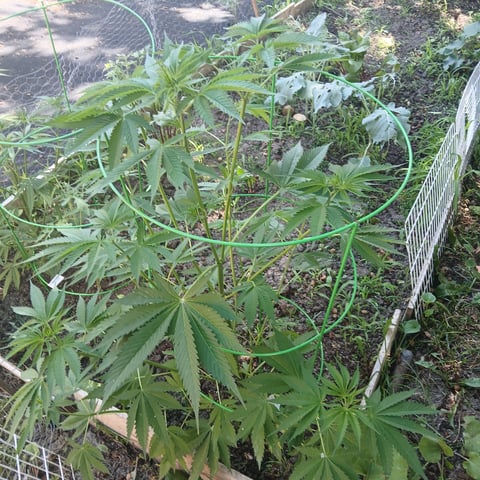Gelato