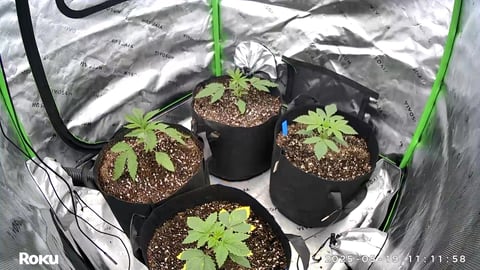 Money grow