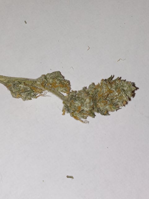 critical purple kush x peyote wifi  in the auto pot system tray 2 grow with added microhazian to the coco coir 