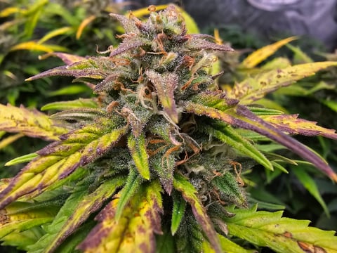 blackberry kush 