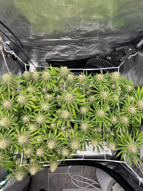 Gorilla Zkittlez & RS #11