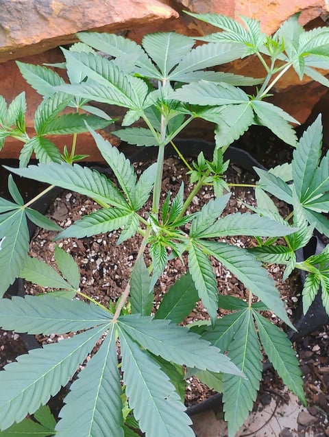 Ten G's