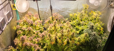 $chooners Grow