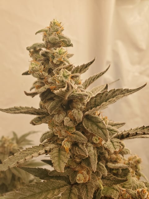 Alien Rock Candy & Grape Deebo