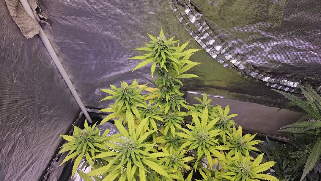 6 weeks into flowering - full canopy shot, Amnesia Haze day 59