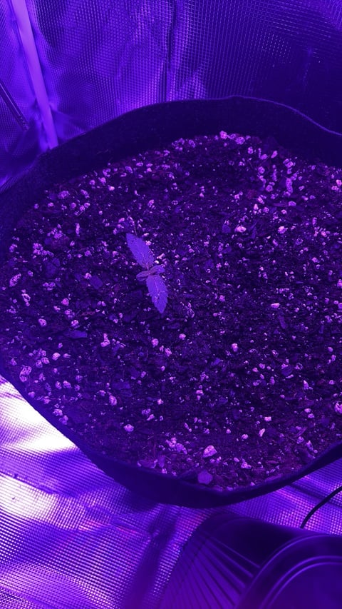 Blackberry Kush