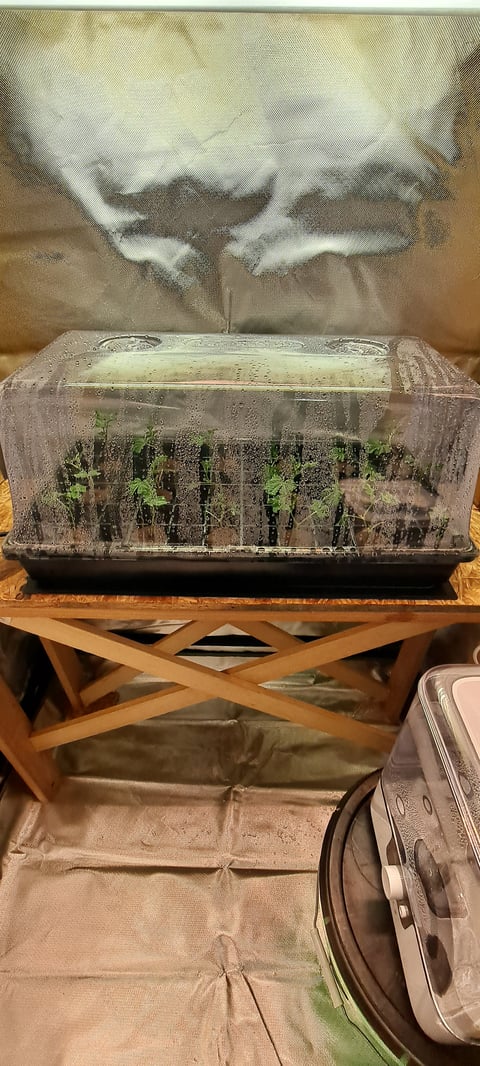 Blue Dream Clones 