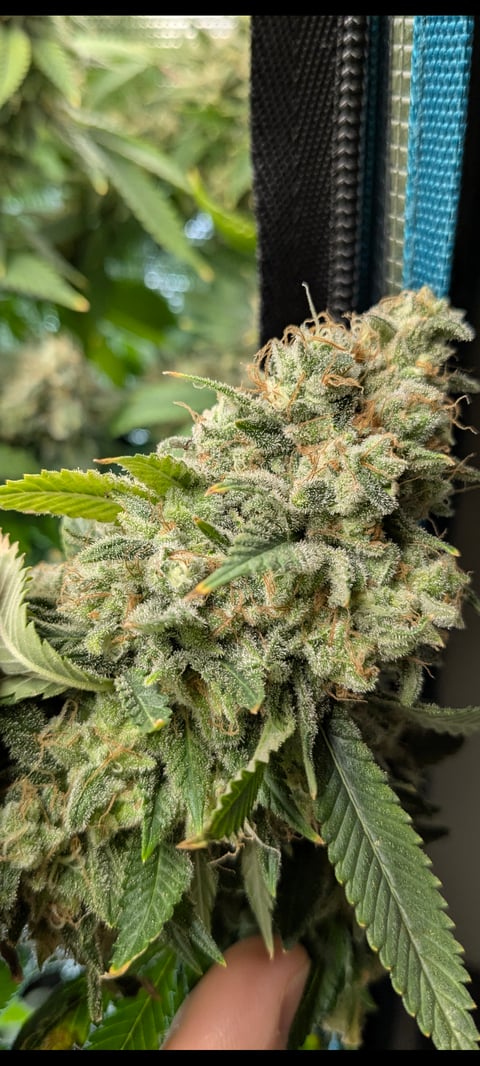 1st grow continued 