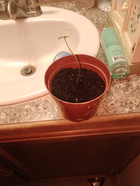 first grow