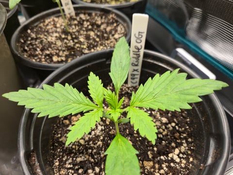 Banana Kush / Durban Poison / C99-Riddle OG
