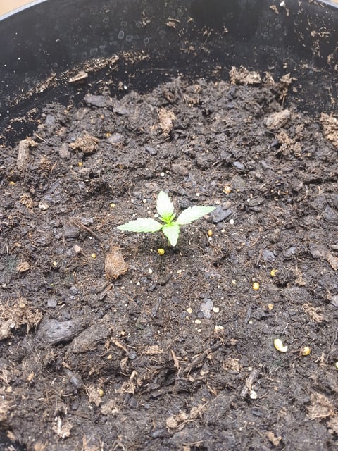 strawberry safari v2 auto fem