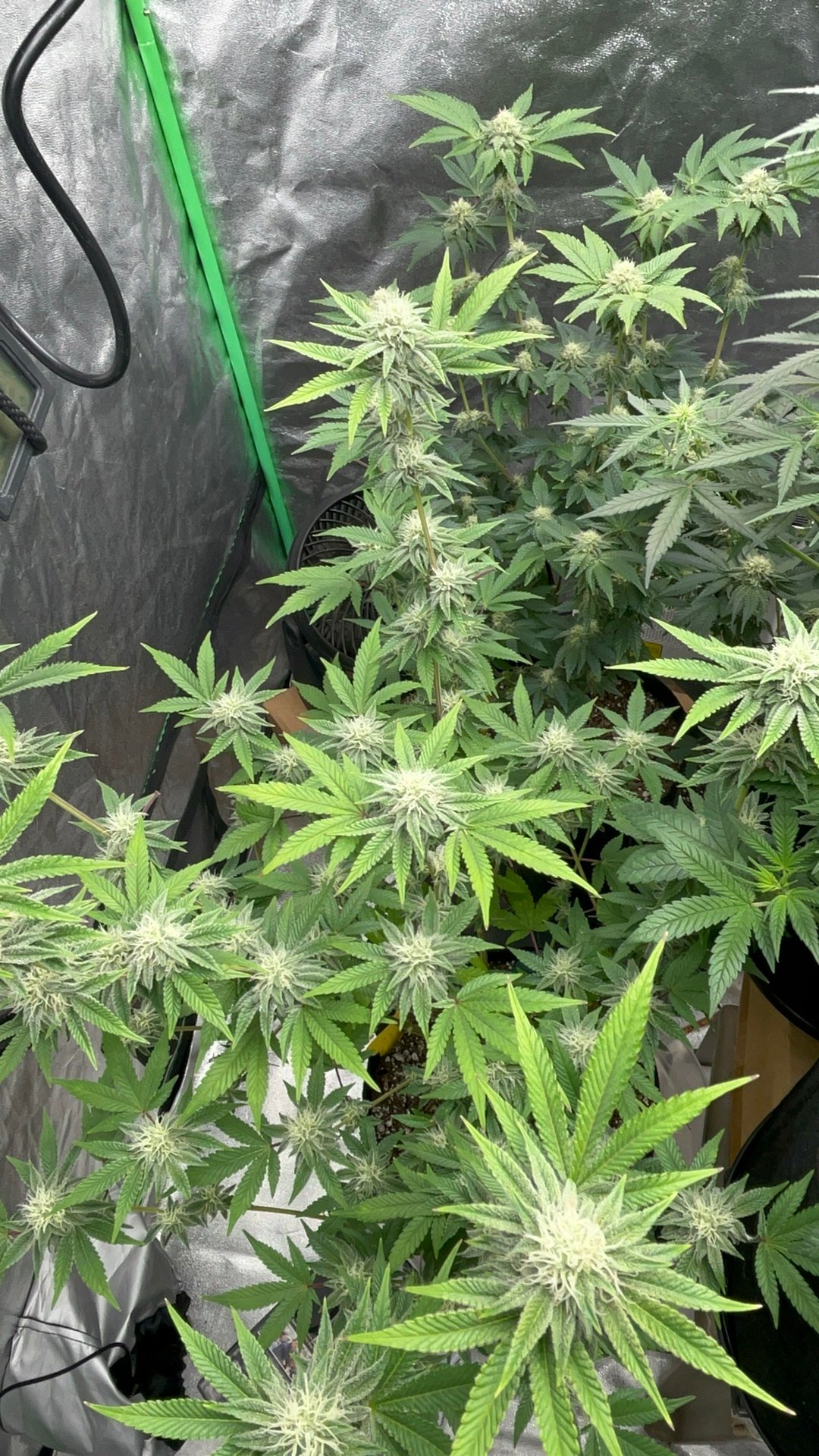 5 weeks into flowering - calyxes swelling, Celestial Blueberry day 53