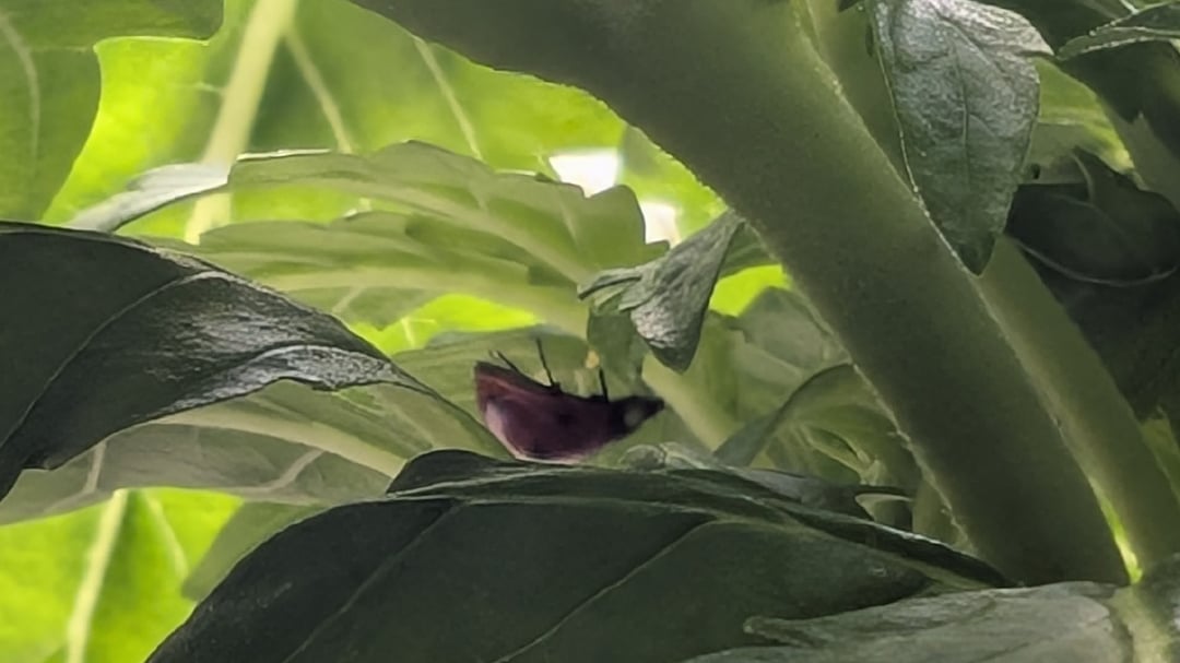 4 weeks into flowering - buds fattening, autoflower day 77