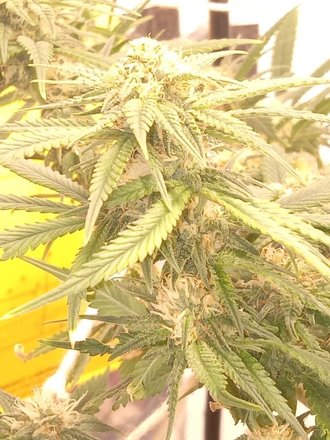 closet grow for veg with a.c infinity air intake fan .With no carbon filter just suction,and spider farmer sf 7000.Then a spider farmer sf tent 4×4×6.5with a G1500 l.e.d from spiderfarmer and spider farmer 6inch clip oscalating fan.
