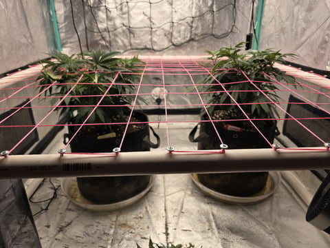 Granny Candy and PLCG
