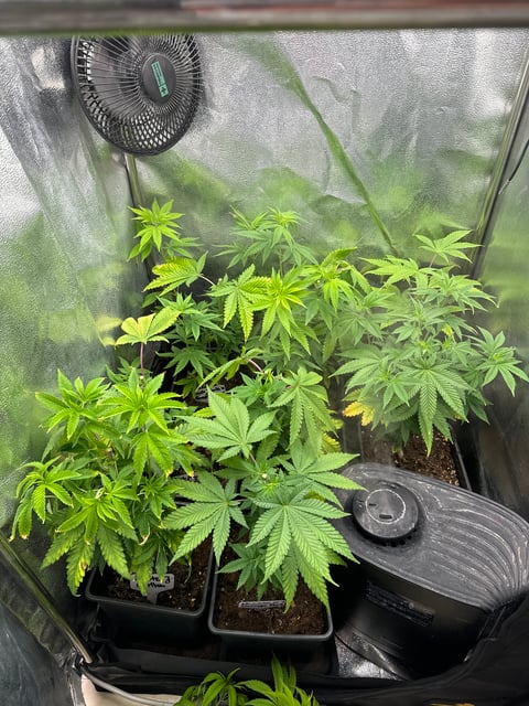 Mimosa x Orange Punch, Runtz Carlton, Gush Mints x Grape Cake Cream