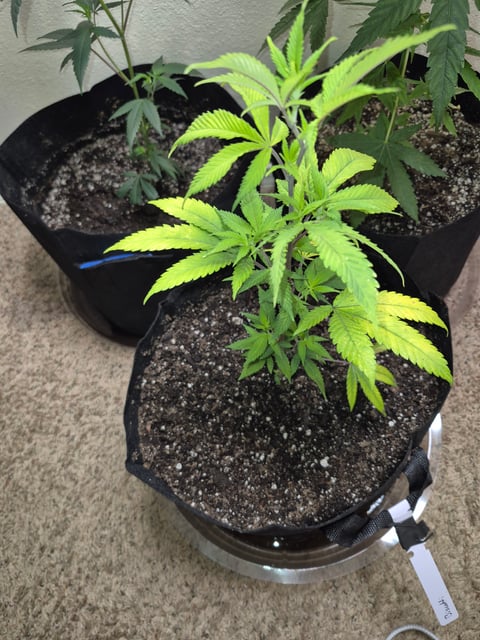 New Strain 