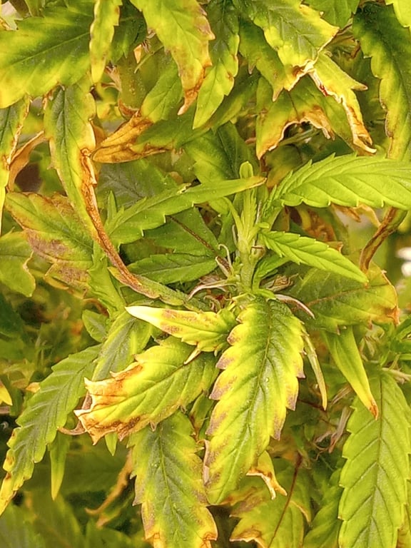 Cannabis leaves showing yellowing and browning from a nutrient issue